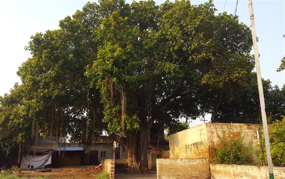 Ficus benghalensis